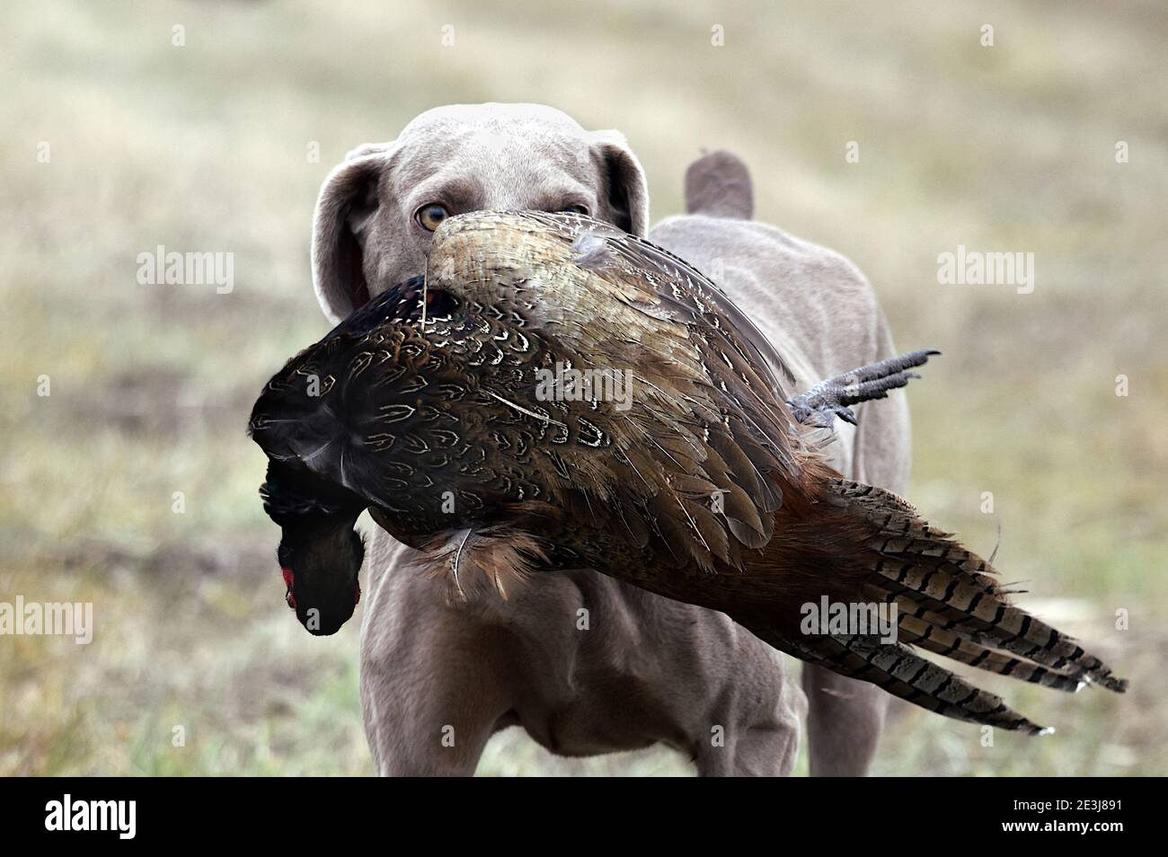 Chien de chasse Weimaraner récupérant fièrement un faisan dans un champ pendant la chasse aux oiseaux gibier en plein air Banque D'Images