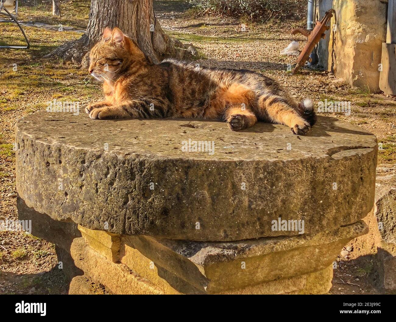 Cat sur une roue à pierre Banque D'Images