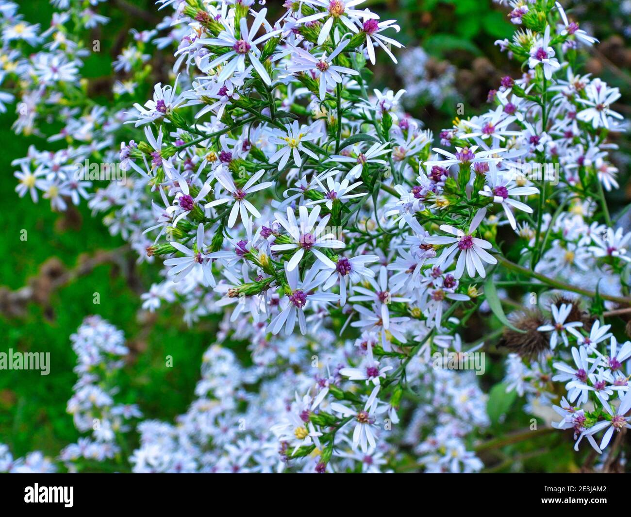 Macro de Blue Asters: Vue en gros plan des fleurs de Blue Aster avec des pétales blancs et les centres jaune et violet de ces belles fleurs Banque D'Images