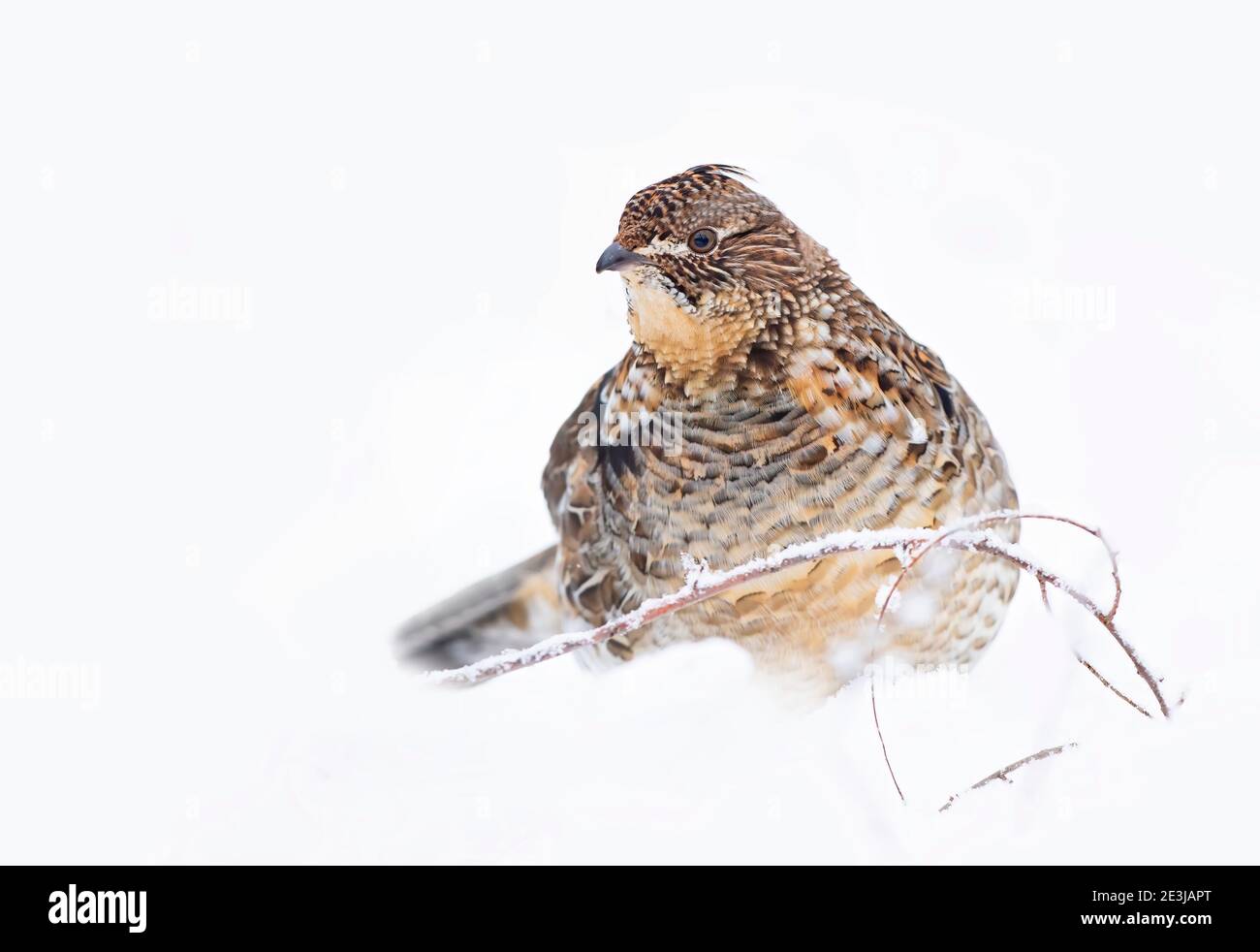 Grouse ruffé en gros plan isolé sur un fond blanc marchant dans la neige d'hiver à Ottawa, Canada Banque D'Images