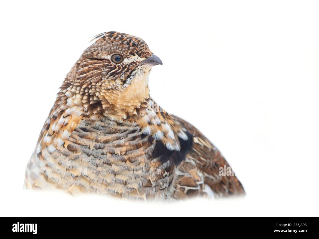 Grouse ruffé en gros plan isolé sur un fond blanc marchant dans la neige d'hiver à Ottawa, Canada Banque D'Images