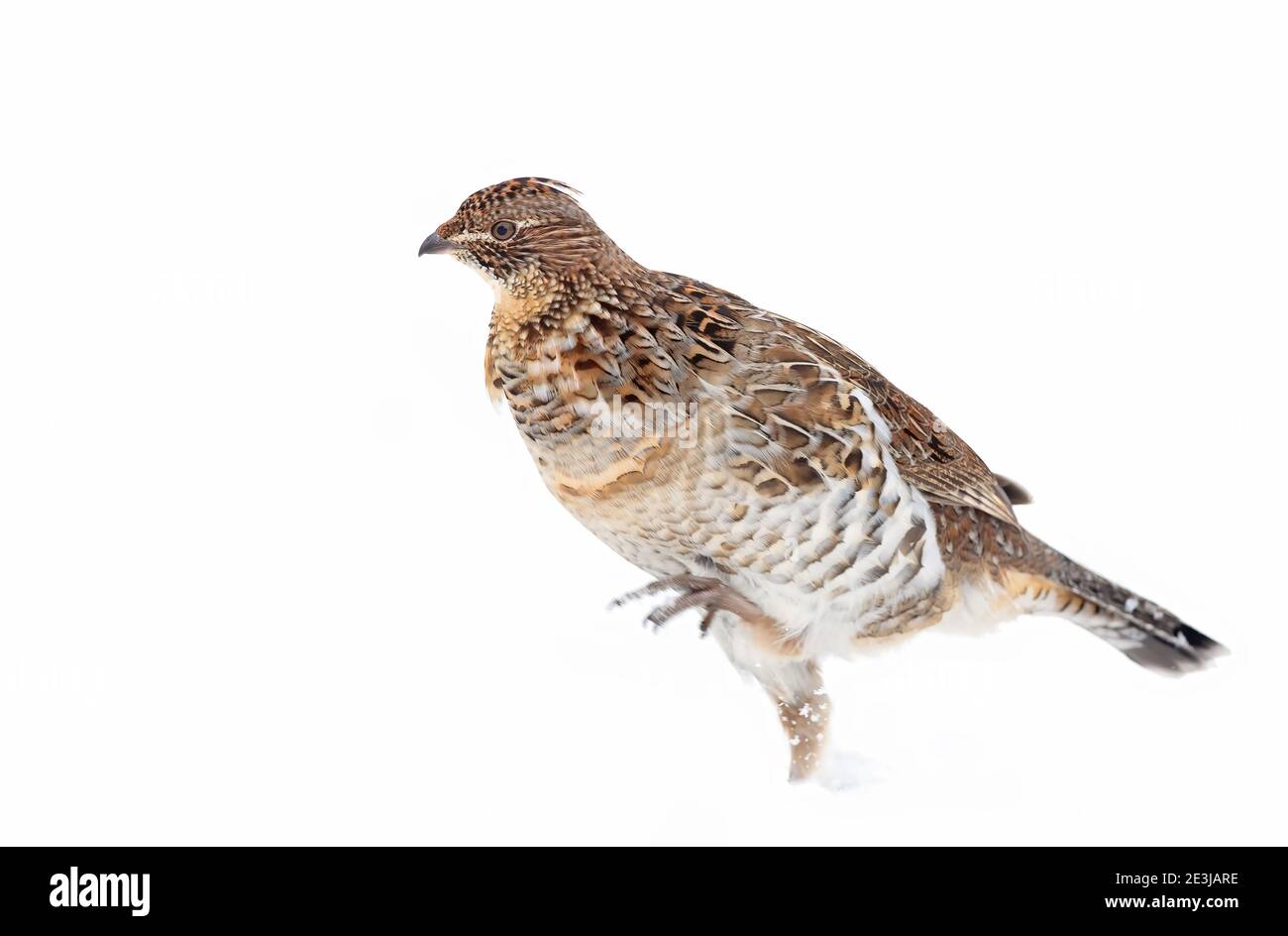 Grouse ruffé en gros plan isolé sur un fond blanc marchant dans la neige d'hiver à Ottawa, Canada Banque D'Images