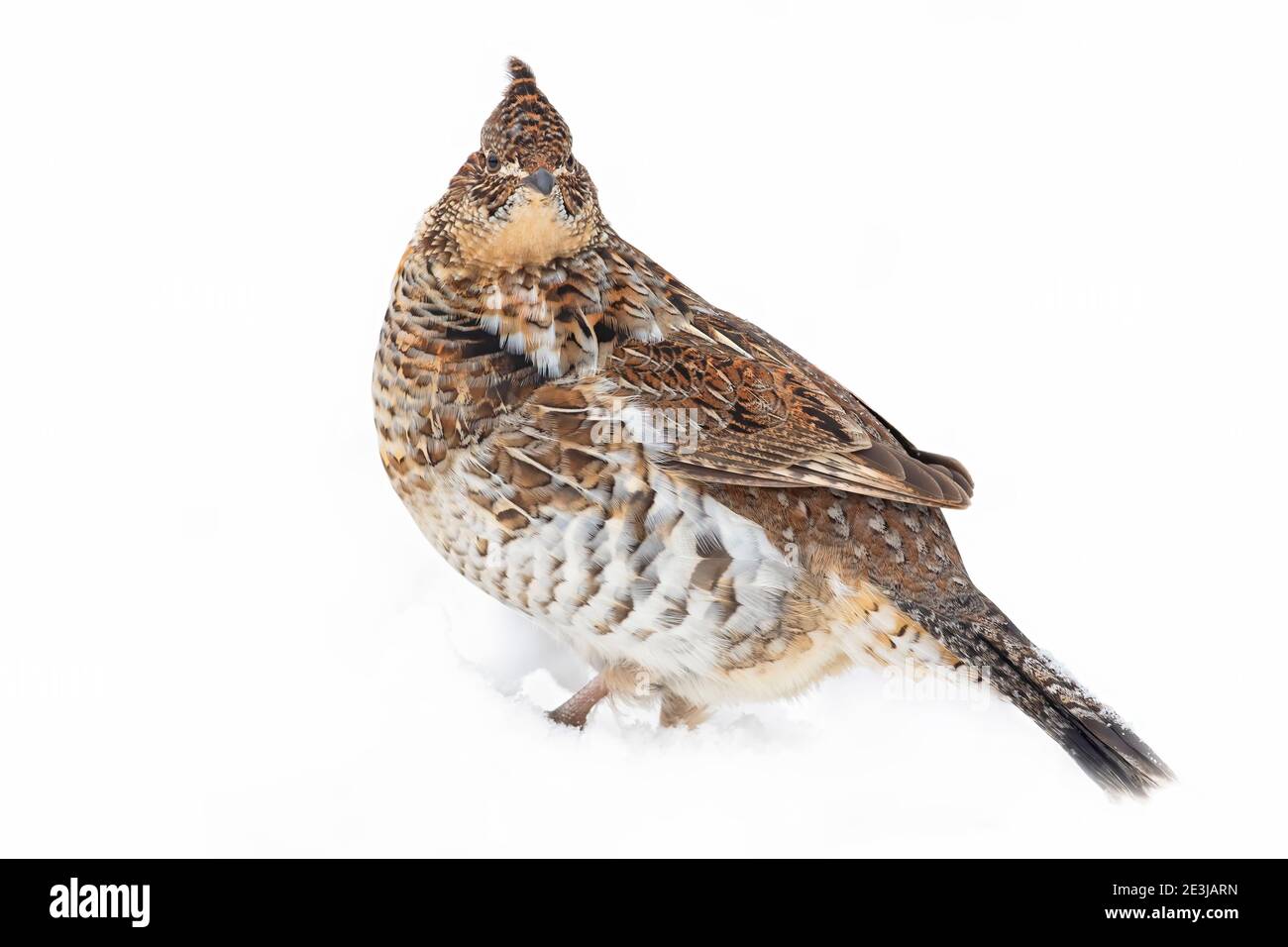 Grouse ruffé en gros plan isolé sur un fond blanc marchant dans la neige d'hiver à Ottawa, Canada Banque D'Images