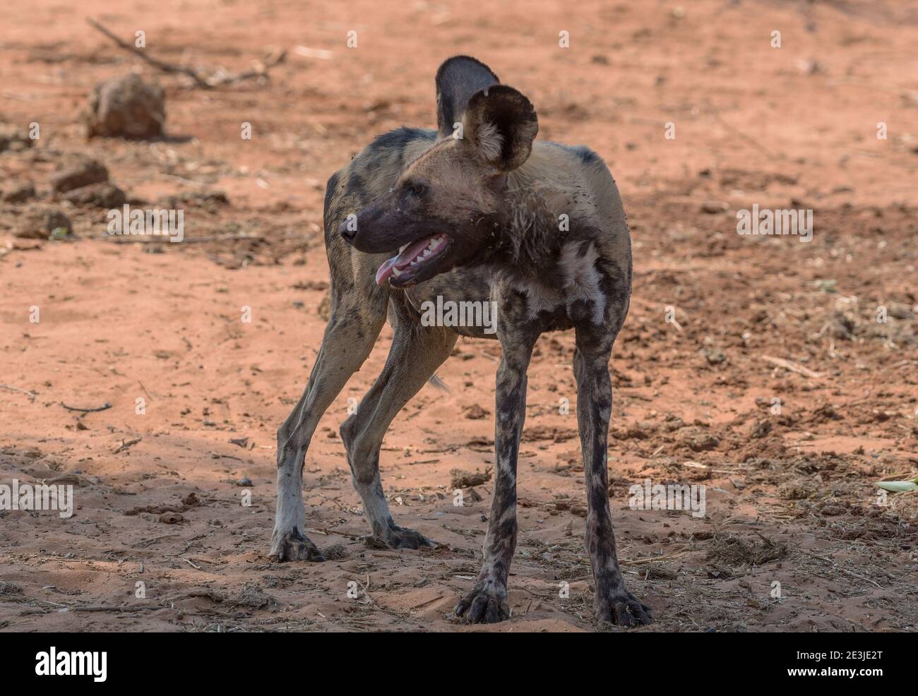 Chien sauvage africain, Lycaon pictus, dans le delta de l'Okavango - Moremi Game Park, Botswana Banque D'Images