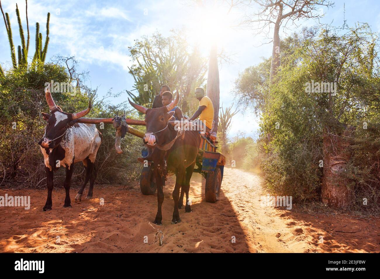 Ifaty, Madagascar - 01 mai 2019 : chariot en bois tiré par des bêtes de zébu avec des hommes malgaches inconnus allant près de baobab, des poulpes, et de petits buissons, de la stro Banque D'Images