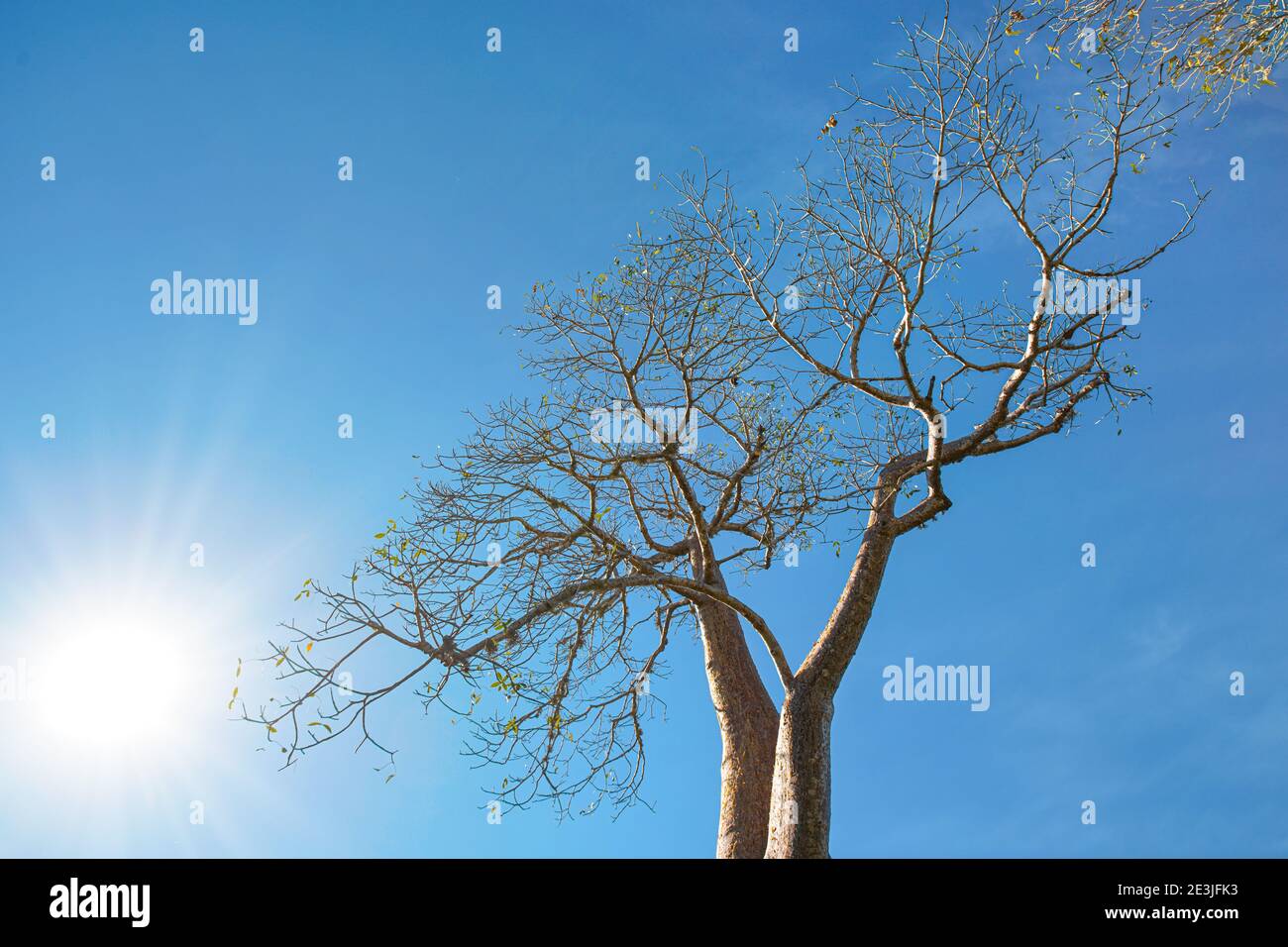 En regardant vers le haut baobab arbre, de fines branches encore ciel bleu clair, rétroéclairage lumineux de soleil Banque D'Images