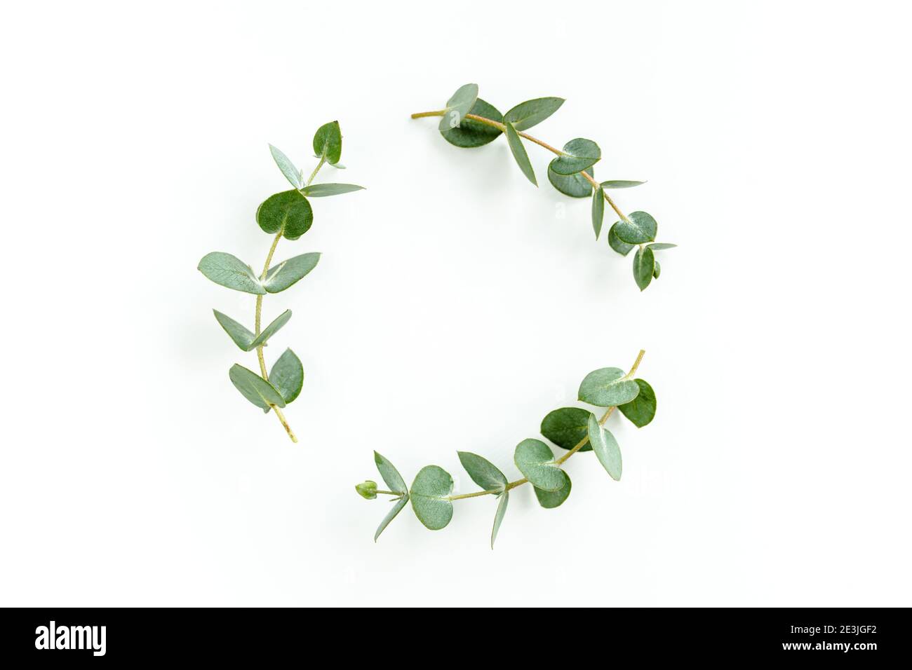 Cadre en forme de couronne en branches d'eucalyptus et feuilles isolées sur fond blanc. Posez-les à plat, vue du dessus Banque D'Images