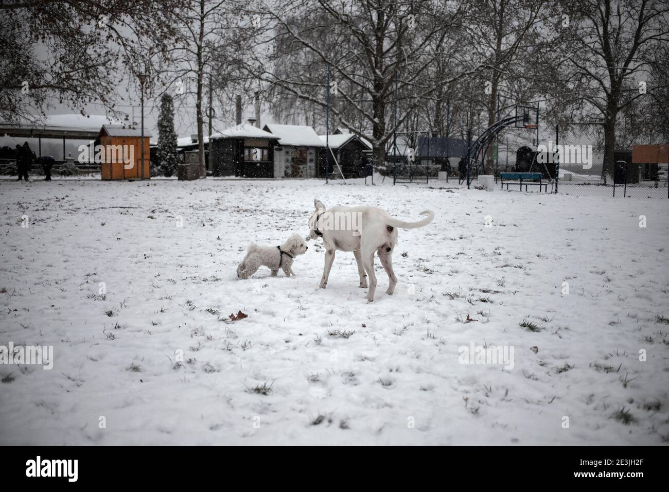 Chiens errant dans le parc couvert de neige Banque D'Images