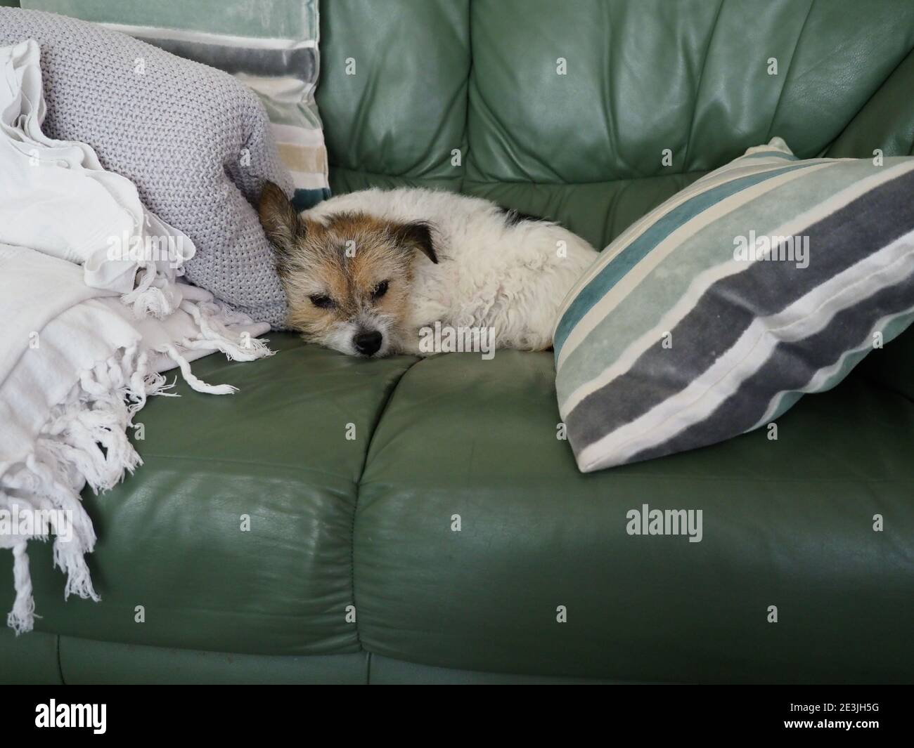 un petit chien mignon reposant sur un canapé en cuir vert entouré de coussins Banque D'Images