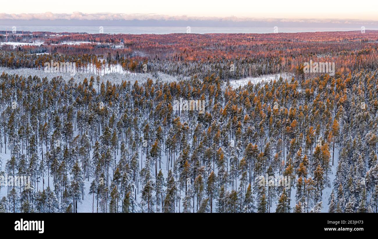 Vue d'hiver sur la forêt enneigée depuis un drone au lever du soleil Banque D'Images