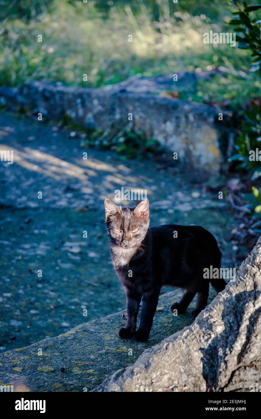 Chat noir, hameau de Muce, Mali Iz, île d'Iz, archipel de Zadar, Dalmatie, Croatie Banque D'Images