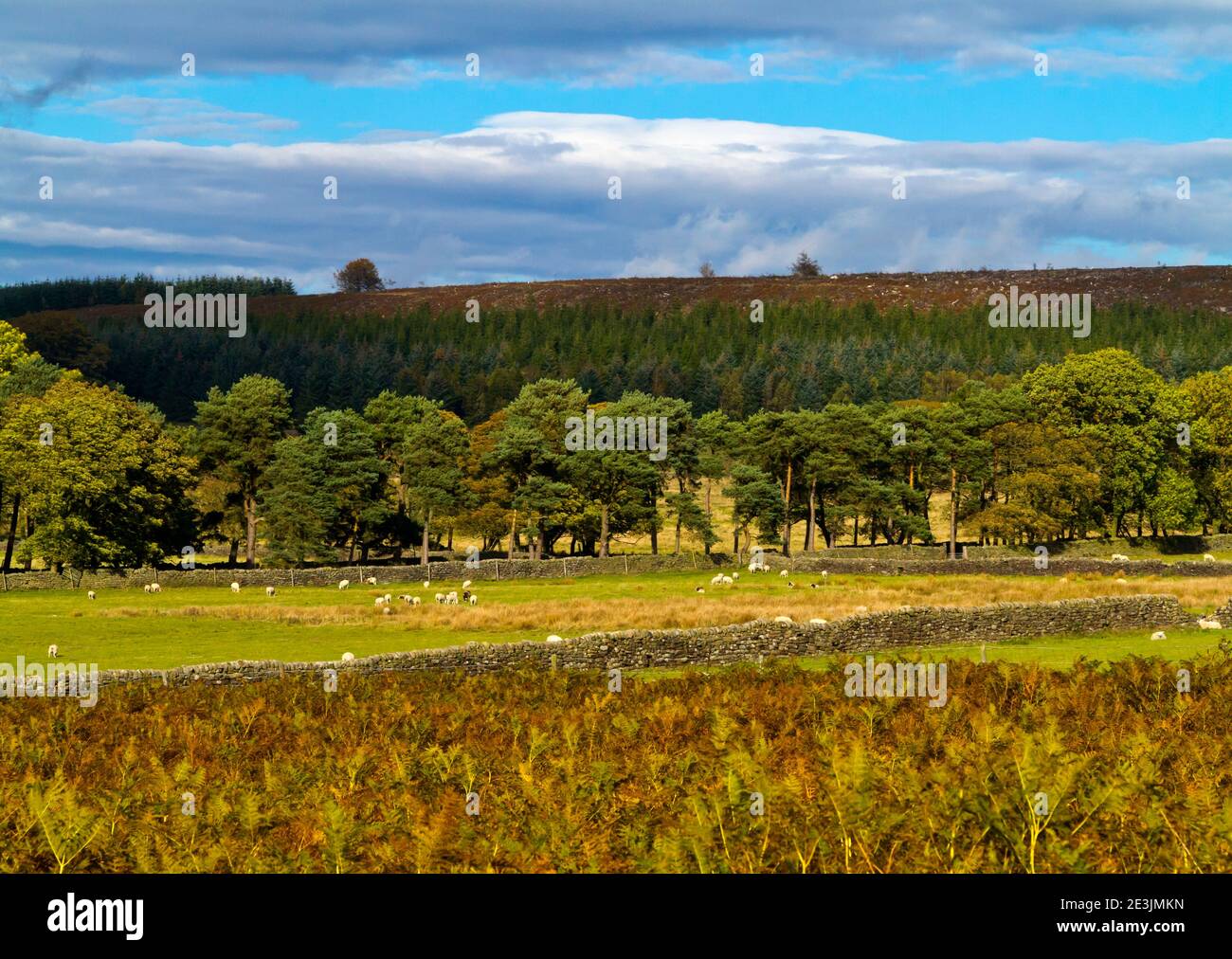 Paysage d'octobre à Beeley Moor près de Bakewell dans le Peak District National Park Derbyshire Angleterre Royaume-Uni Banque D'Images