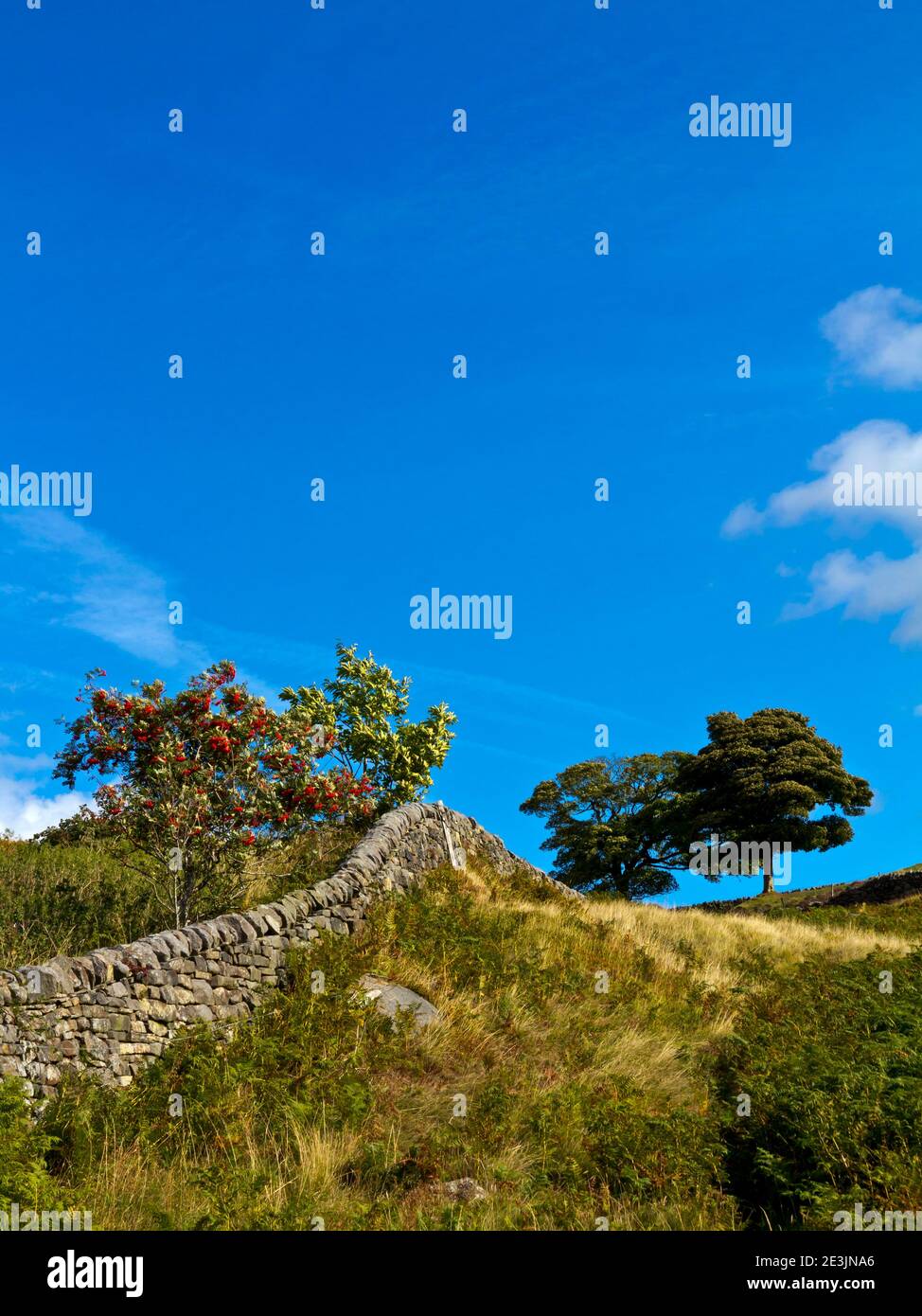 Vue de la fin de l'été sur les arbres et le mur en pierre sèche à Curbar Gap près de Curbar Edge dans le parc national de Peak District Derbyshire Angleterre Royaume-Uni Banque D'Images