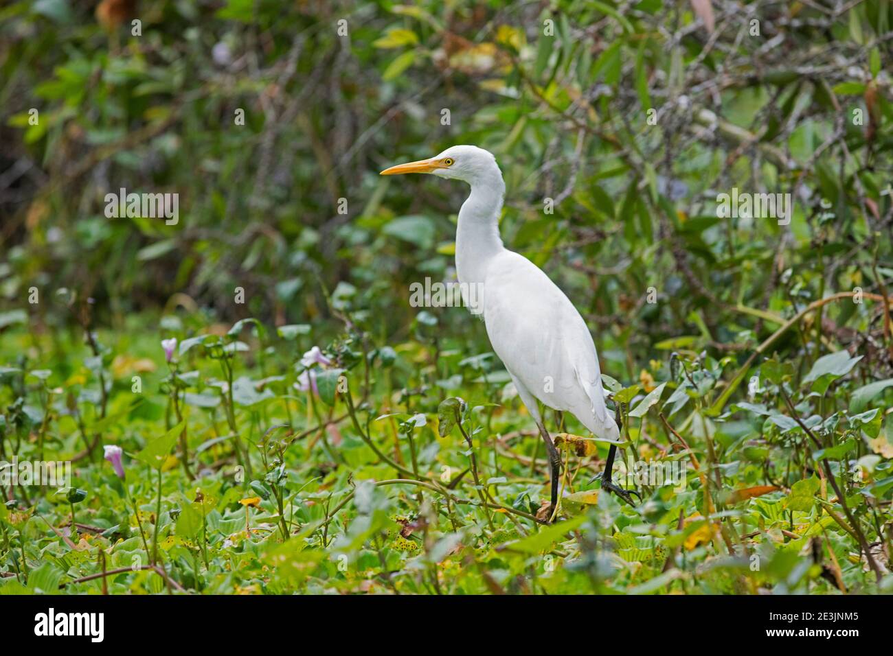L'égret intermédiaire / l'égret à bec jaune (Ardea intermedia) se forge dans la forêt de Tra su cajuput, Tinh Bien, province d'an Giang, delta du Mékong, Vietnam Banque D'Images