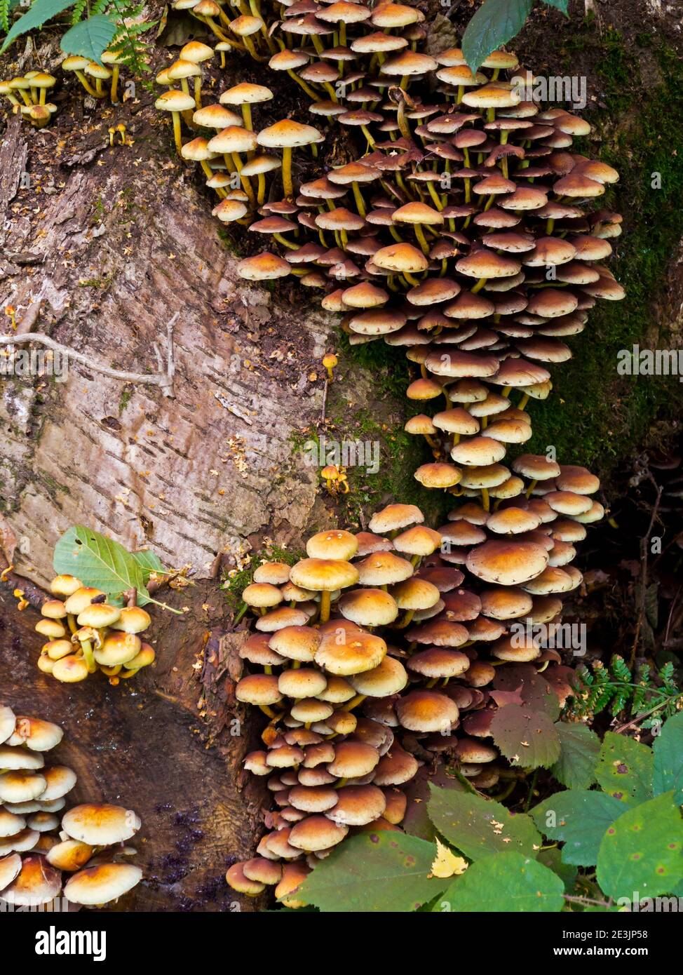 Champignon poussant sur un arbre dans un environnement boisé humide au début de l'automne. Banque D'Images