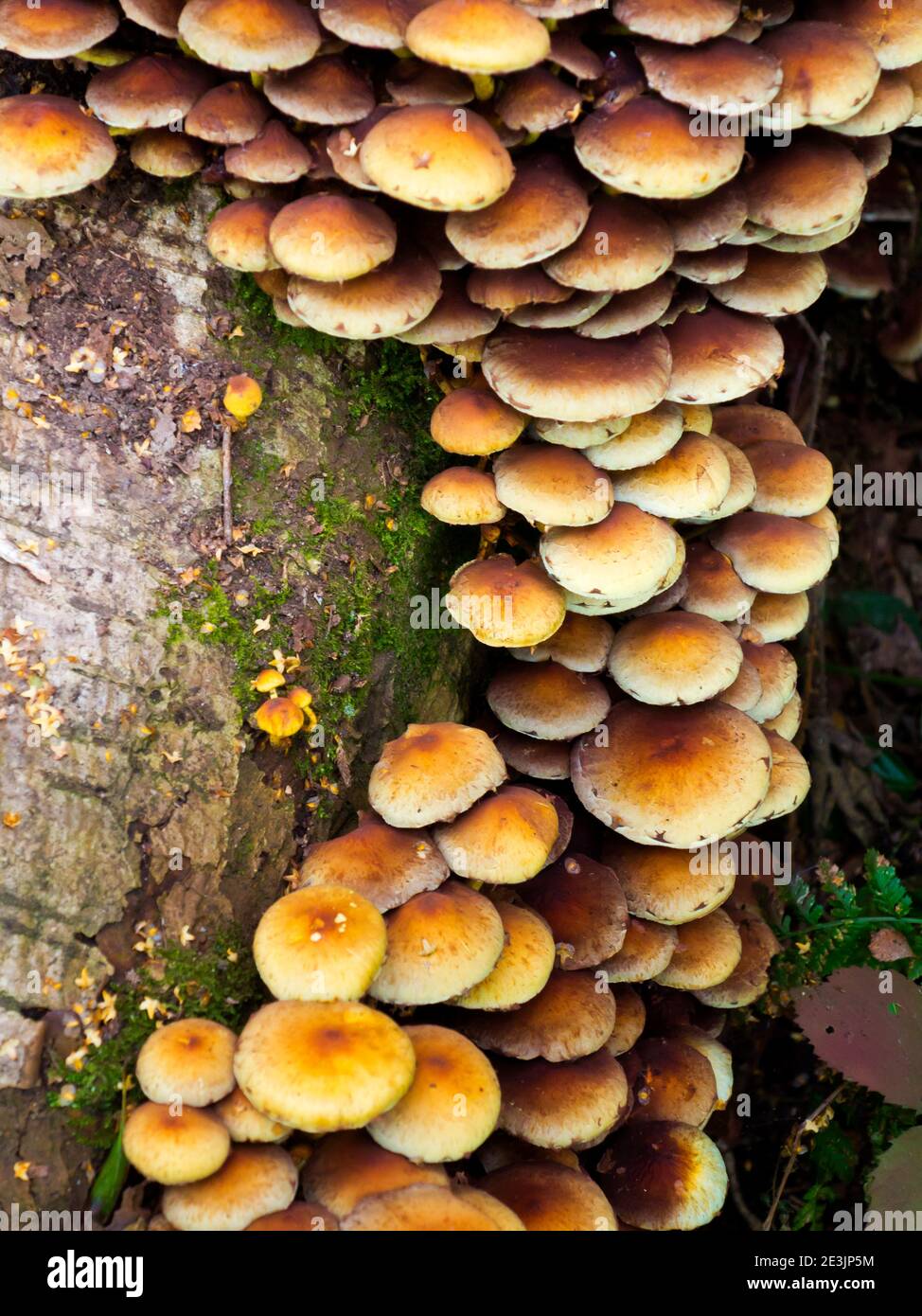 Champignon poussant sur un arbre dans un environnement boisé humide au début de l'automne. Banque D'Images