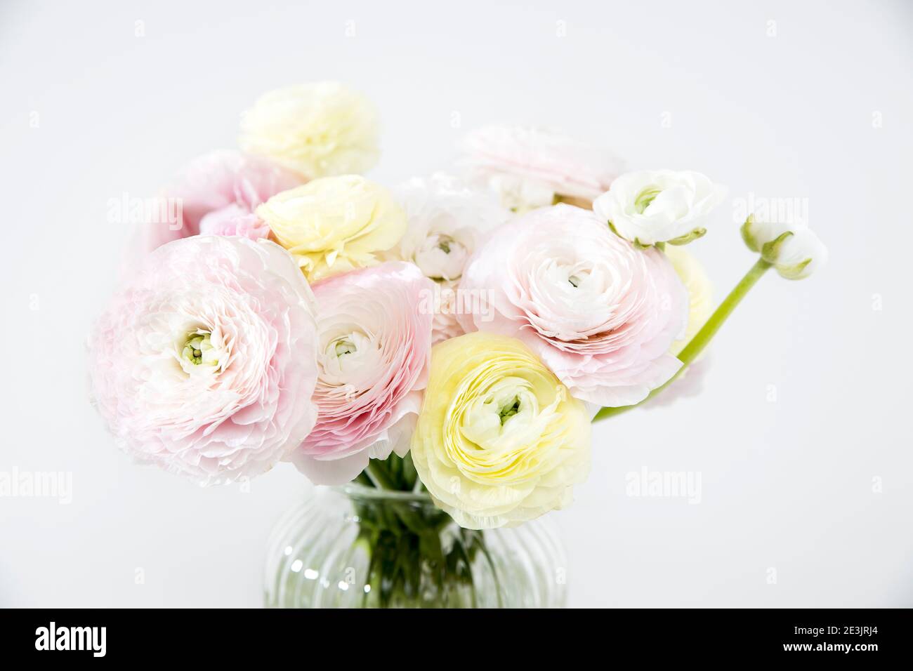 Le bouquet de buttertasses persan rose pâle et jaune isolé sur le gris pâle. Copier l'espace Banque D'Images