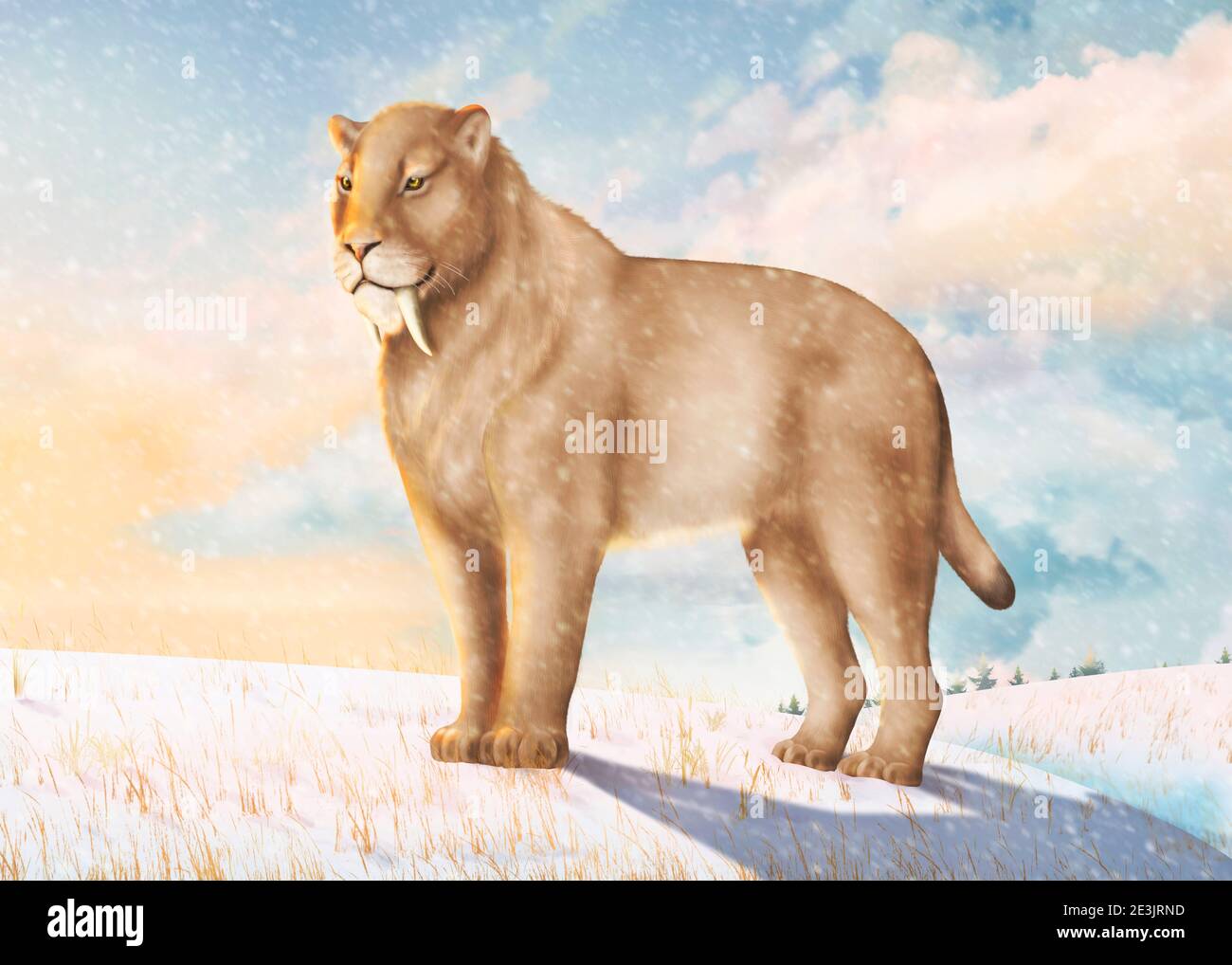 Chat à dents de sabre à l'ère de la glace sur une plaine enneigée sur le fond du coucher du soleil. Banque D'Images Chat à dents de sabre à l'ère de la glace sur une plaine enneigée sur le fond du coucher du soleil. Banque D'Images