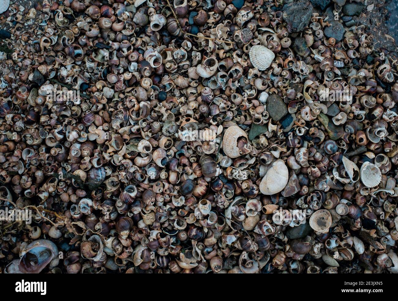 Une plage couverte de coquillages en Angleterre Banque D'Images