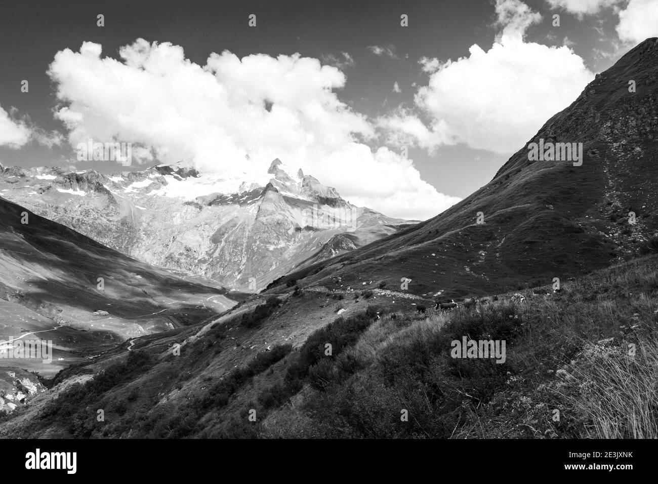 Alpes françaises en été. Pâturage des vaches dans les pâturages alpins et l'aiguille des Glaciers, montagne dans le massif du Mont blanc, en arrière-plan. Vue depuis le chapi Banque D'Images