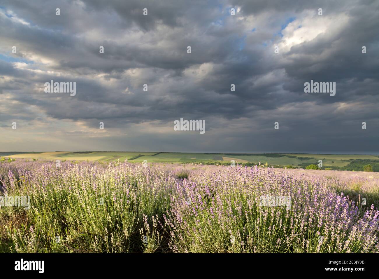 Très belle vue sur les champs de lavande. Une combinaison étonnante d'un ciel sombre et spectaculaire et d'un champ de lavande lumineux. THI est la Moldavie. Banque D'Images