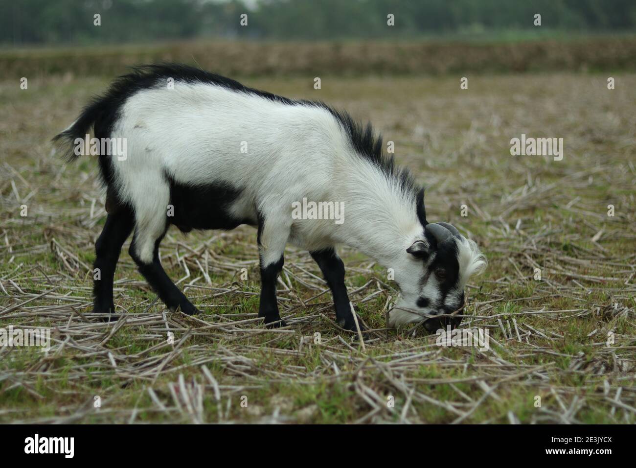 Un chèvre noir et blanc prend une herbe sur le terrain Banque D'Images