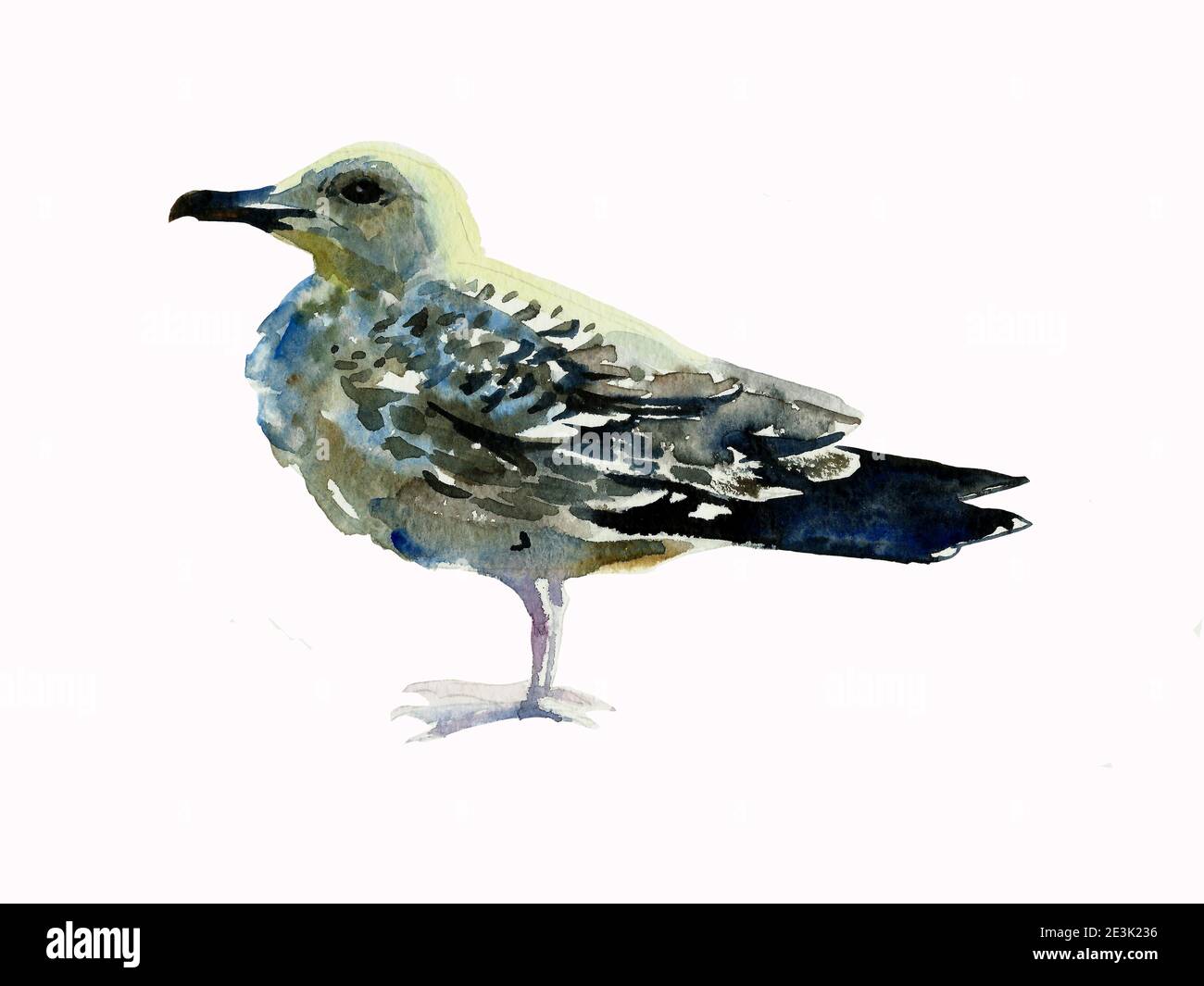 mouette debout mouette aquarelle originale isolée sur fond blanc Banque D'Images