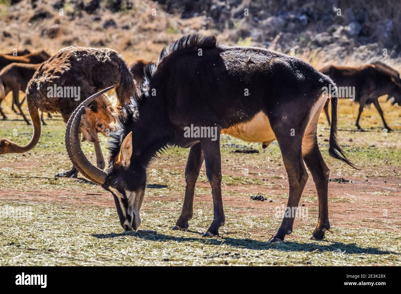 Portrait of a cute Hippotrague dans une réserve de chasse en Afrique Banque D'Images