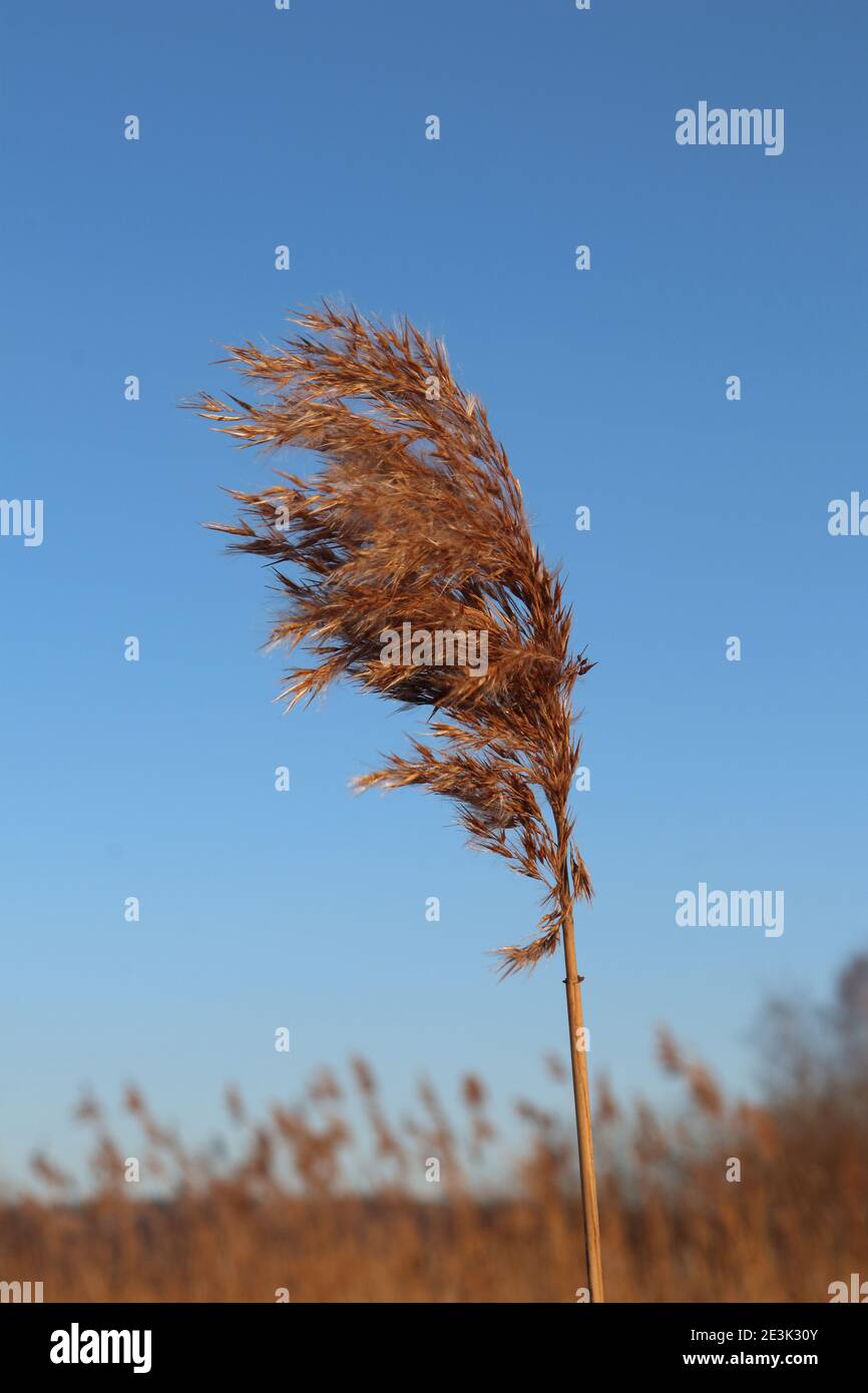 Lac Reed en hiver Banque D'Images