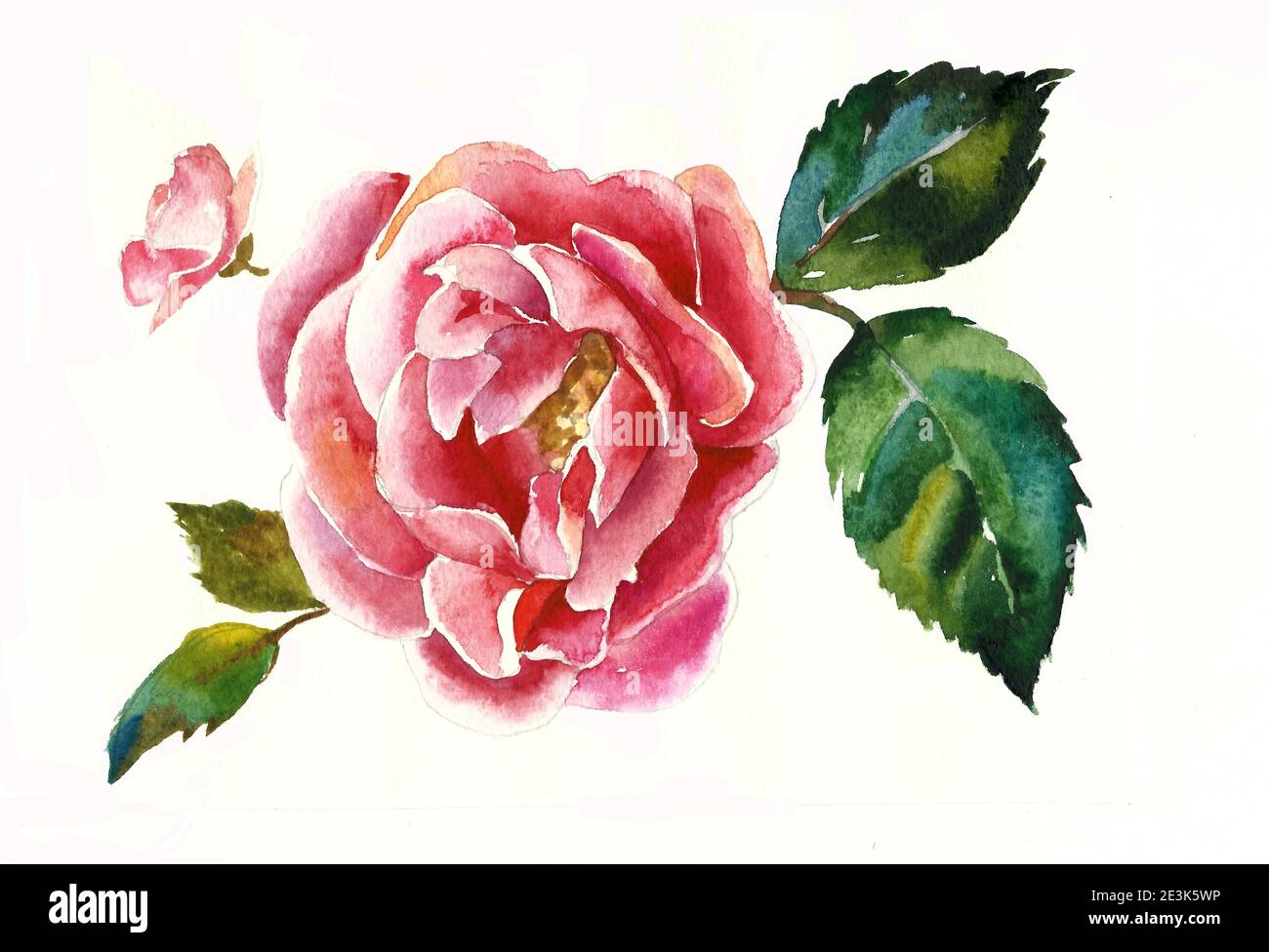 brunch dogrose aquarelle illustration originale sur fond blanc Banque D'Images