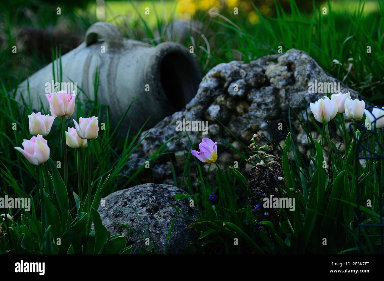 vieille amphore avec beaucoup de fleurs dans le jardin et le printemps Banque D'Images