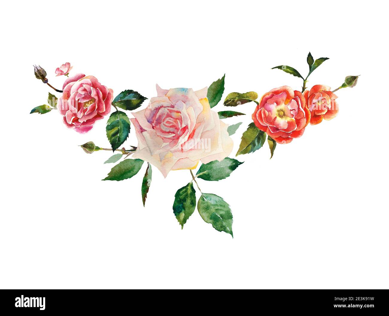 Aquarelle roses guirlande courbée de fleurs roses blanches avec feuilles et  bourgeons illustration originale isolée sur fond blanc Photo Stock - Alamy