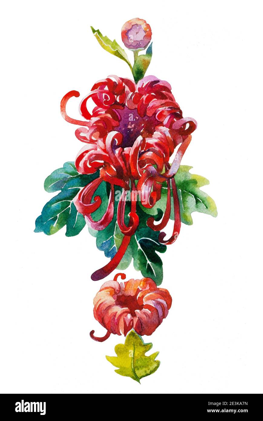 motif vertical d'aquarelle de chrysanthème rouge isolé sur fond blanc Banque D'Images