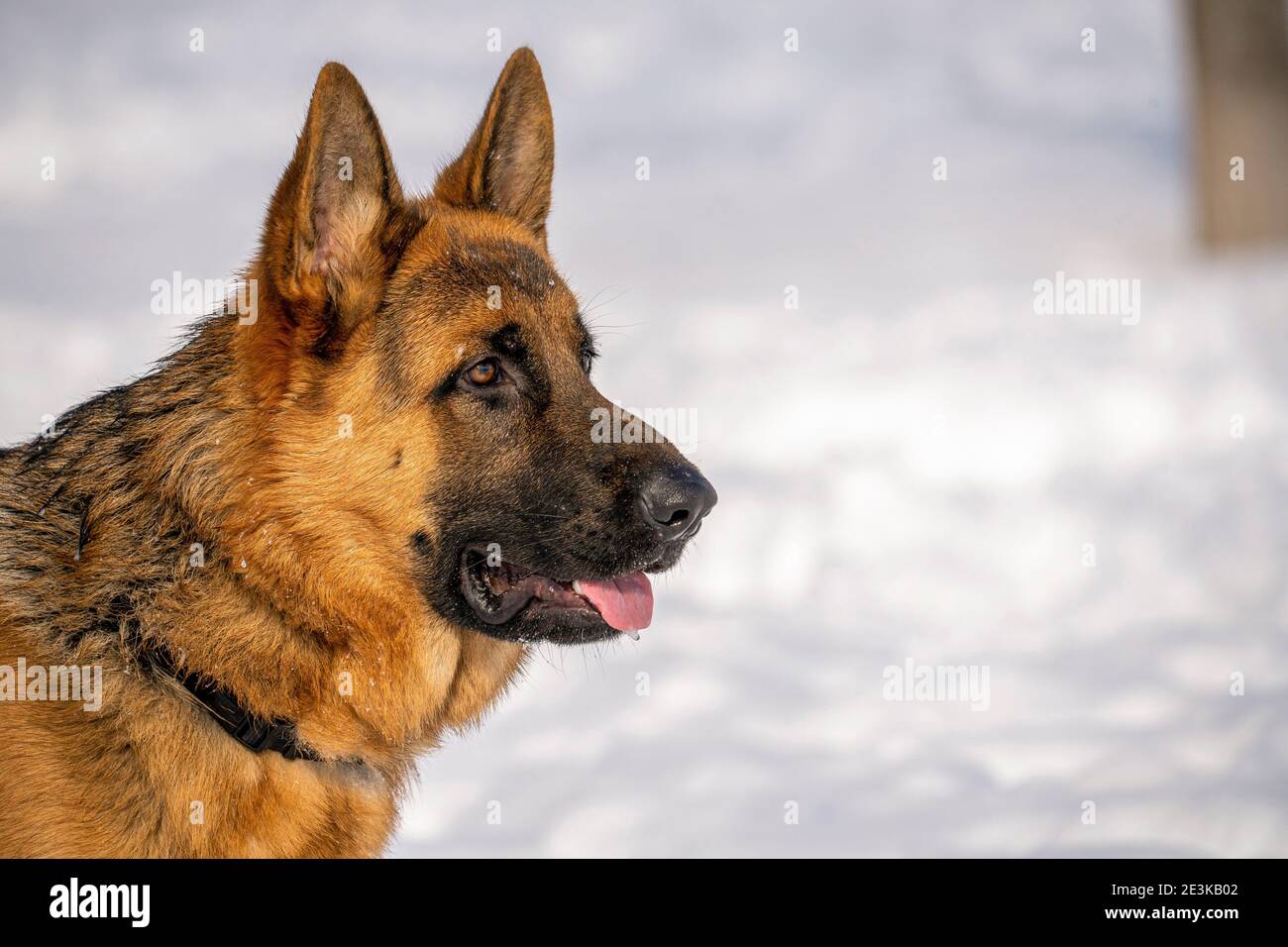 Chien de berger allemand courant et jouant dans la neige. Banque D'Images