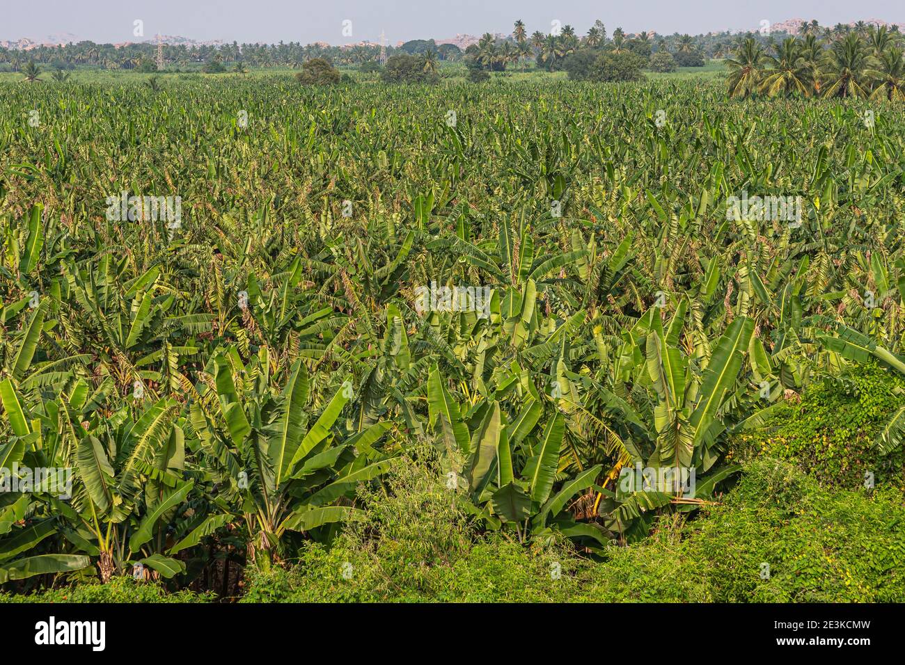 Hampi, Karnataka, Inde - 5 novembre 2013 : gros plan de la riche plantation de bananes vertes au lac Kamalapura. Banque D'Images