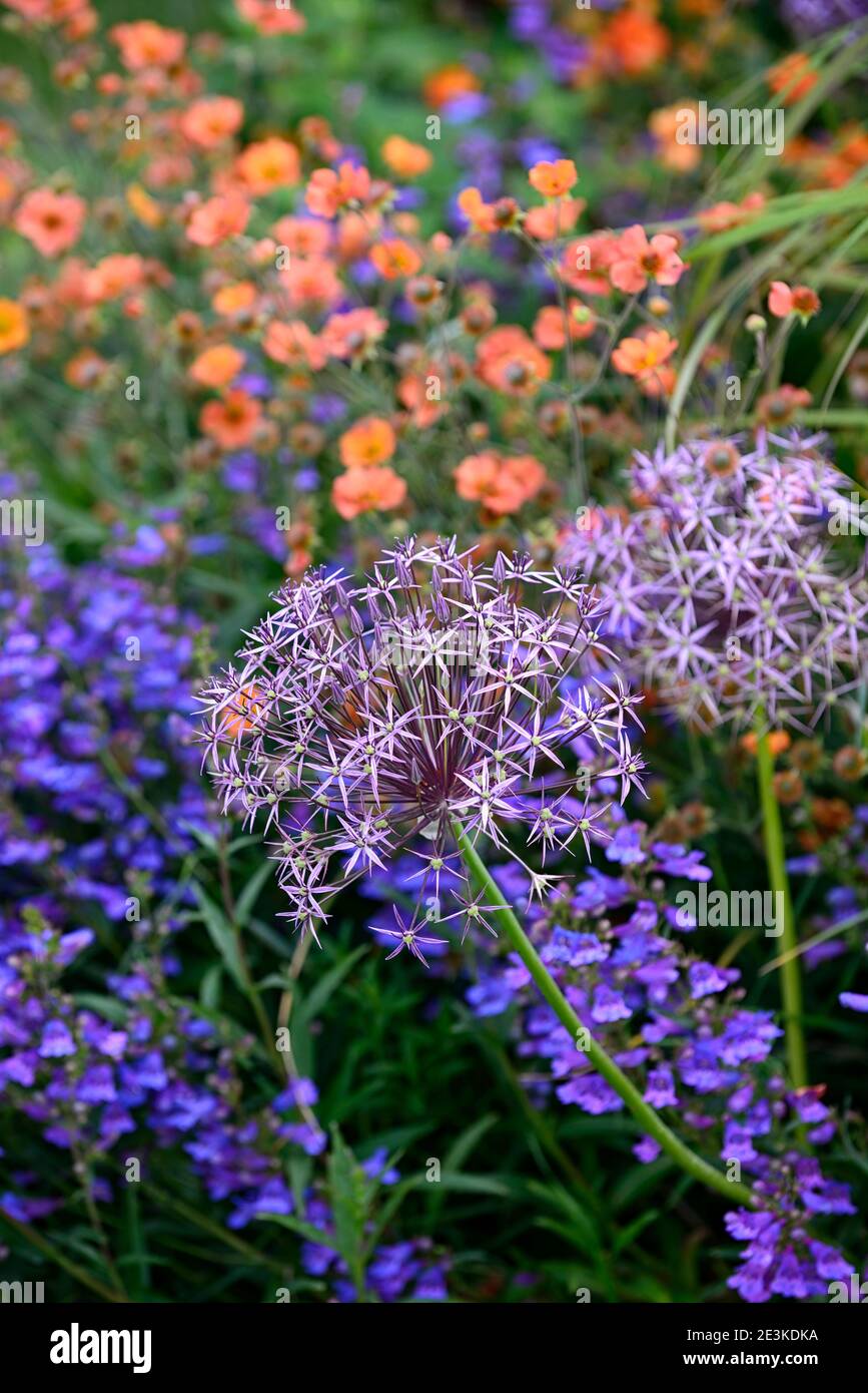 Allium Cristophii,geum totalement tangerine,Penstemon heterophyllus Heavenly Blue,orange bleu violet fleurs,floraison,mixte schéma de plantation, bordure mixte Banque D'Images