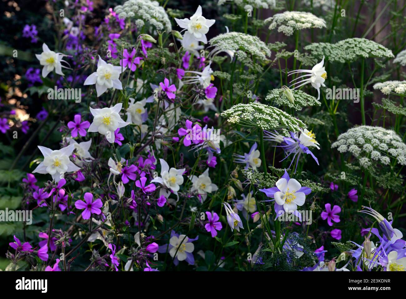 Aquilegia x hybrida Blue Star,long-Spured Columbine,Geranium palmatum,Ligusticum lucidum,blanc rose et fleurs bleues, programme de plantation mixte, mélange de colou Banque D'Images