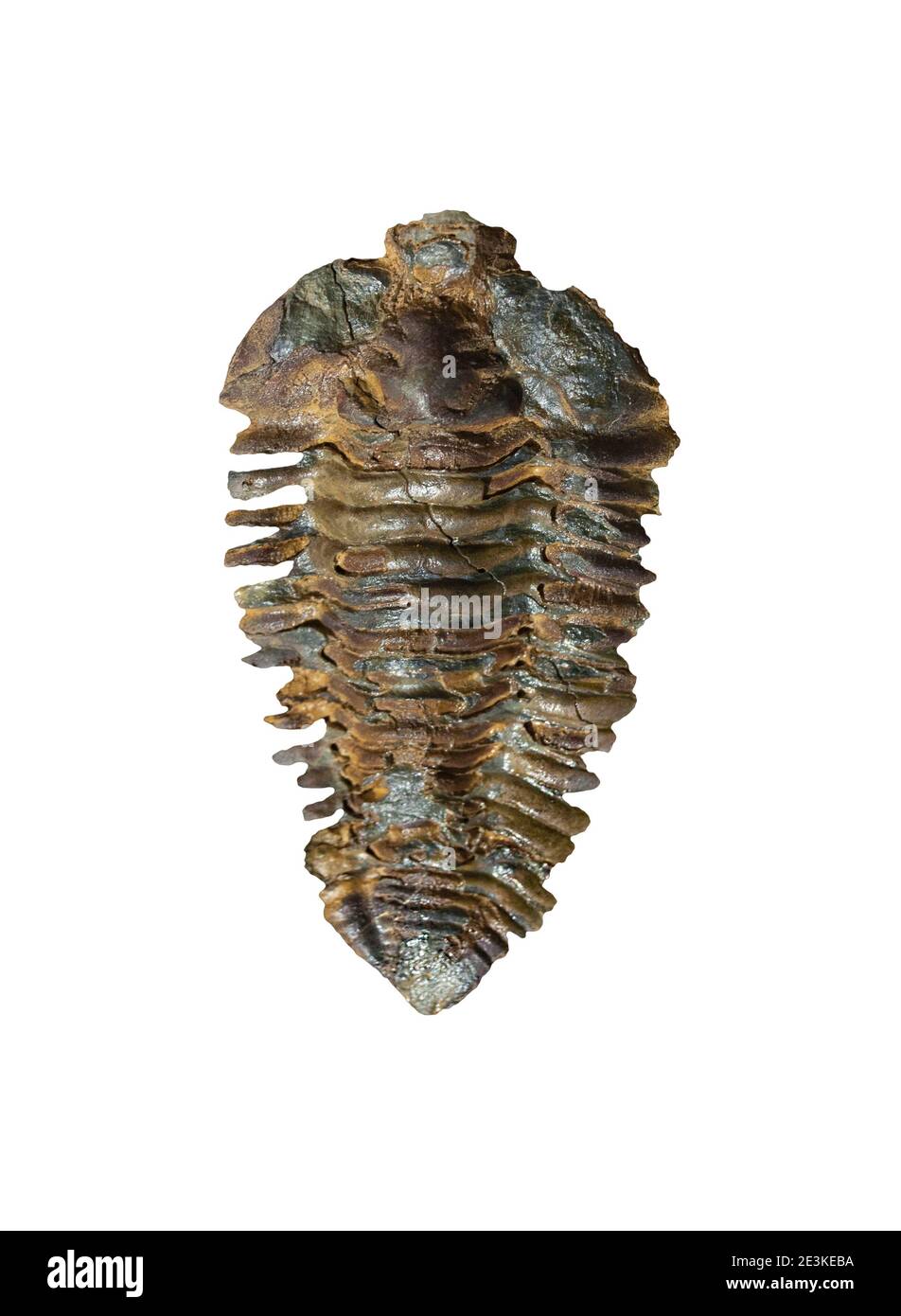 Nesuretus ovus, trilobites fossiles de l'Ordovicien moyen. Vue de dessus Banque D'Images