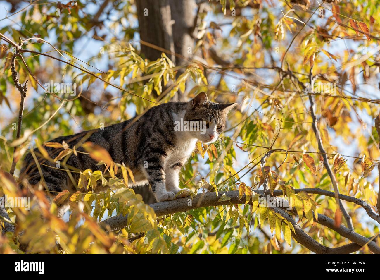 Un beau chat rouge vif avec les yeux jaunes et le nez rose est sur un arbre avec la neige blanche et le gel en hiver. Chat sans-abri dans le parc de la ville. chat sur un arbre W Banque D'Images