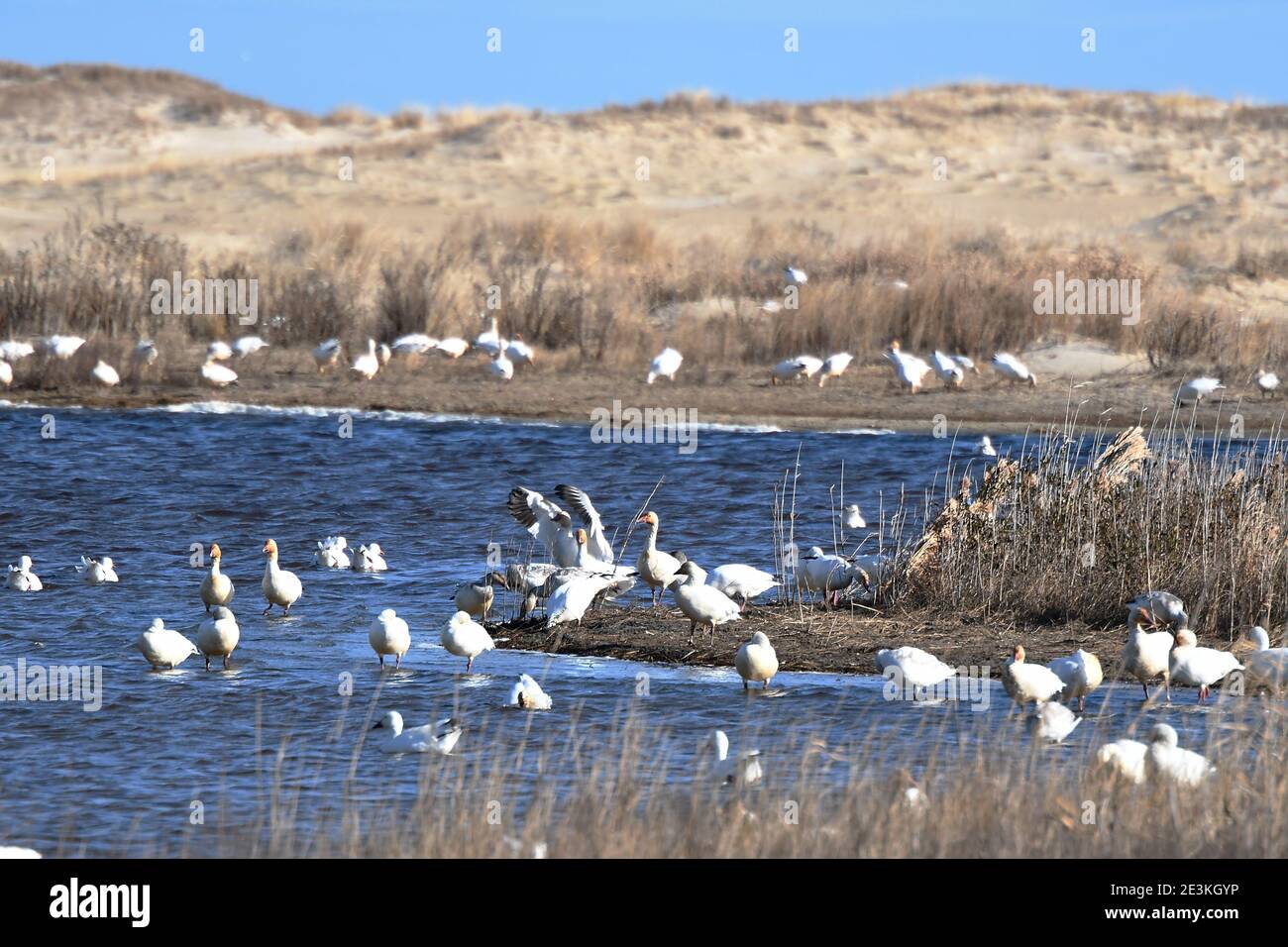 Grand troupeau d'Oies des neiges passant l'hiver à l'île Assateague Parc national Banque D'Images