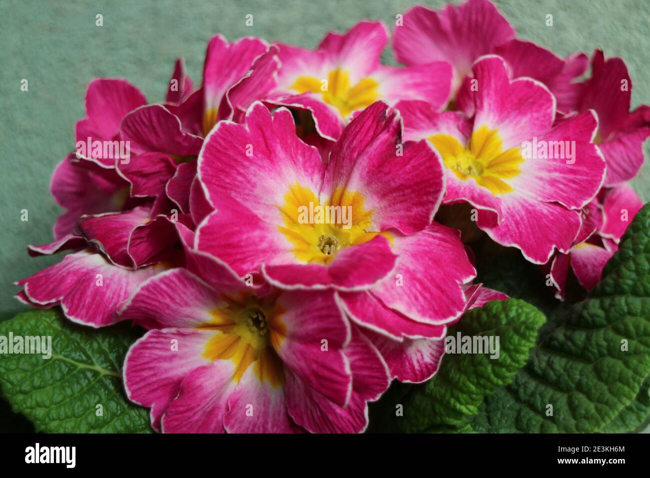 Primula rose avec des étamines jaunes et des feuilles vertes, Pink primula macro, Beauté dans la nature, photo florale, photographie macro, photo de stock Banque D'Images