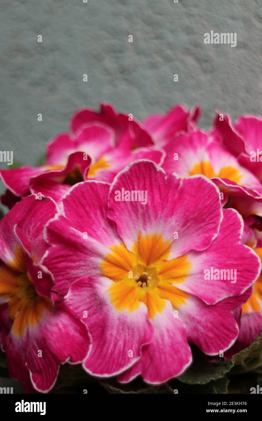 Primula rose avec des étamines jaunes et des feuilles vertes, Pink primula macro, Beauté dans la nature, photo florale, photographie macro, photo de stock Banque D'Images
