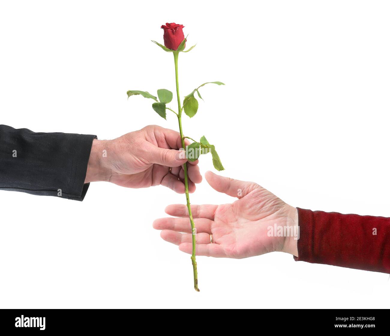 Main d'un homme âgé donne une rose rouge à la main de sa femme le jour de la Saint Valentin ou de mariage dans l'amour, isolé sur un fond blanc, espace de copie Banque D'Images
