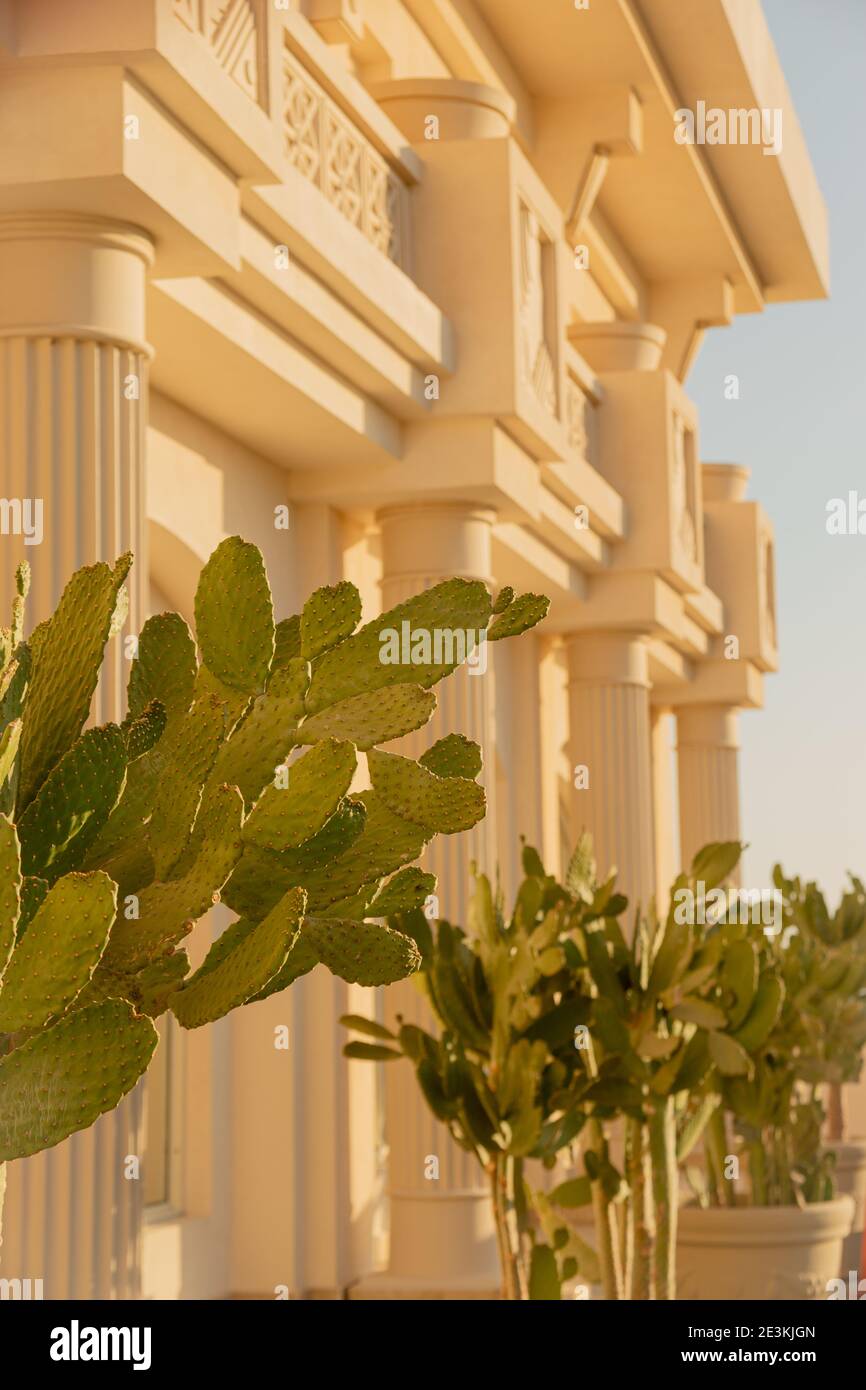 Cactus à l'extérieur d'un bâtiment lumineux dans un pays chaud Photo Stock  - Alamy