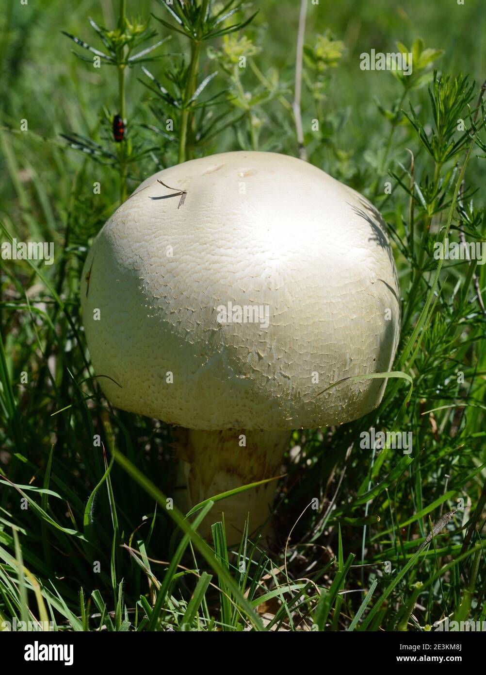 Agaricus arvensis communément connu sous le nom de champignon de cheval. Banque D'Images