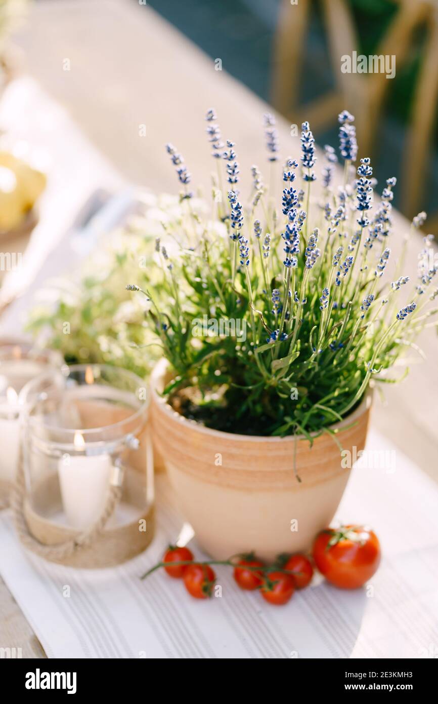 Lavande dans un pot de fleurs sur une table avec des tomates et une bougie dans un pot. Banque D'Images