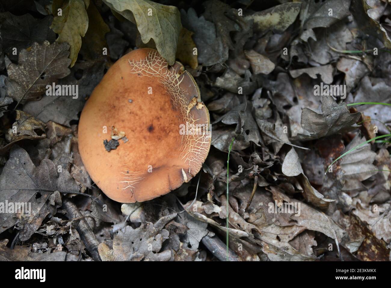 Lactarius volemus, délicieux champignon sauvage comestible, avec beaucoup de noms communs, chapeau de lait de pleureur, laiteux de Tawny, laiteux orange-brun, mush de Leatherback Banque D'Images