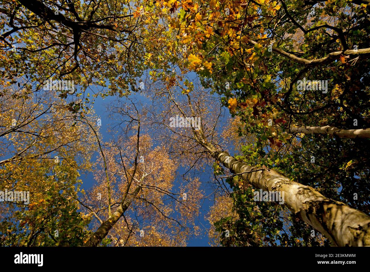 Un ciel d'automne bleu fort au-dessus d'une voûte en bois de bouleau éclairée par le soleil ; les couronnes vertes à feuilles tournantes au sommet de chênes et de cendres minces partagent l'intérieur des bois Banque D'Images