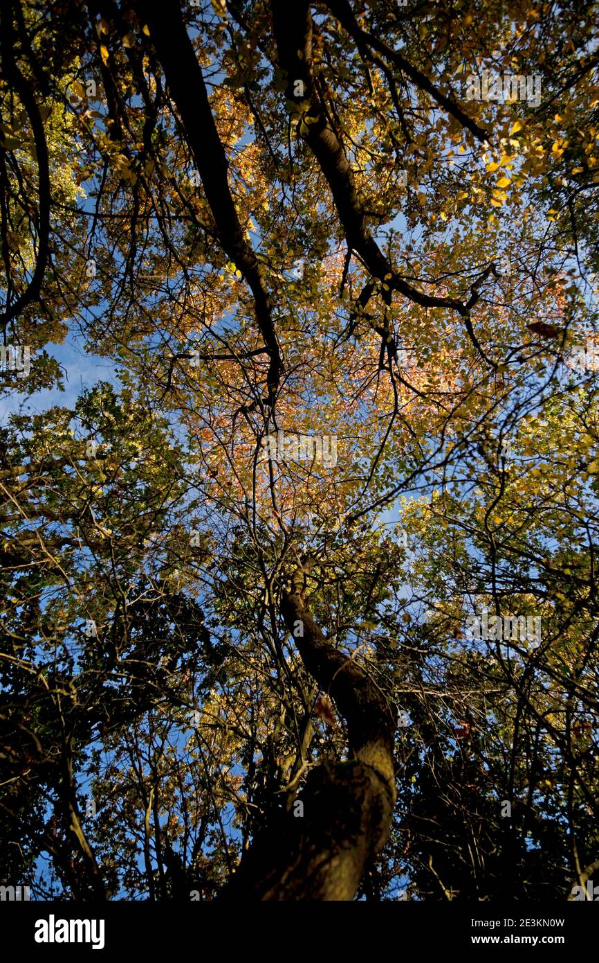 Un ciel d'automne bleu fort au-dessus d'une voûte en bois de bouleau éclairée par le soleil ; les couronnes vertes à feuilles tournantes au sommet de chênes et de cendres minces partagent l'intérieur des bois Banque D'Images
