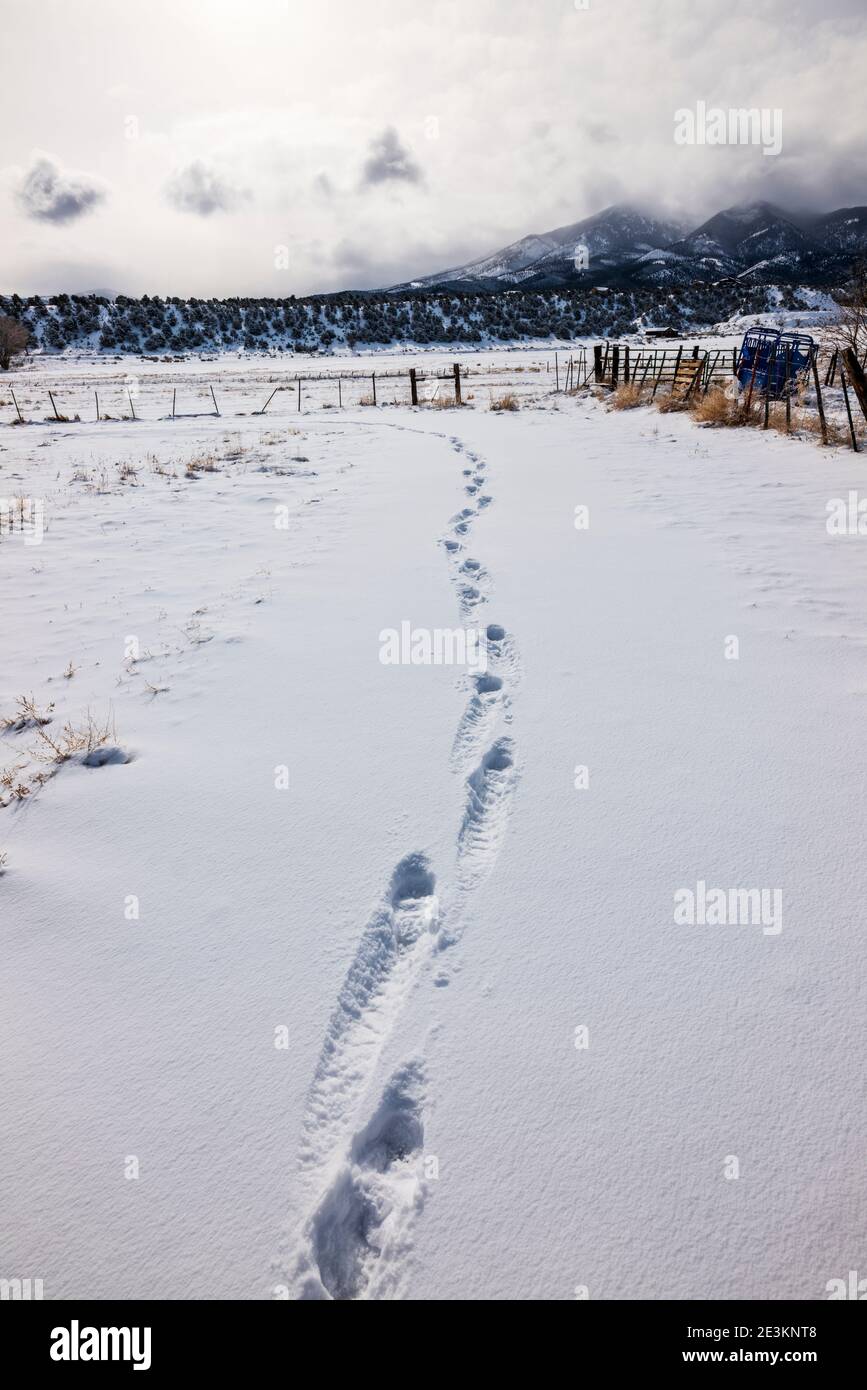 Empreintes humaines dans un pâturage couvert de neige; Vandaveer Ranch; près de Salida; Colorado; États-Unis Banque D'Images